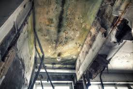 Best Black Mold Removal  in Hillsboro, MO